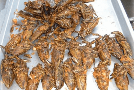 人能吃的昆蟲