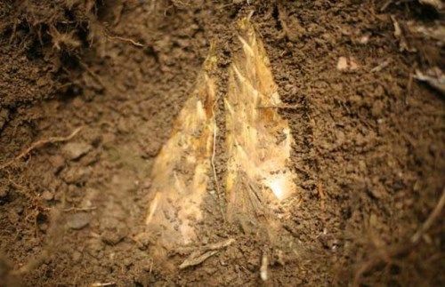 冬筍有多美味,能被嘴刁的蘇東坡、梁實秋評為“無上妙品”? 冬筍有多美味,能被嘴刁的蘇東坡、梁實秋評為“無上妙品”?
